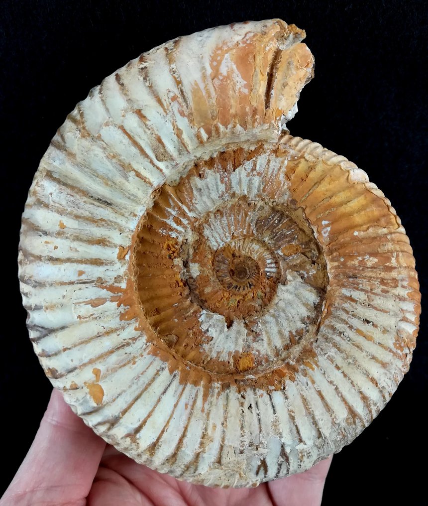 斑彩螺 - 动物化石 - Kranaosphinctes roedereri (Collignon) - 13.8 cm - 11.7 cm  (没有保留价) #1.0