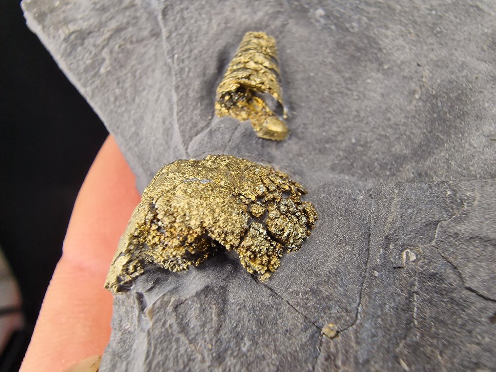 pyriet Pyrietgefosielen - Hoogte: 90 mm - Breedte: 60 mm- 94 g - (1) #3.2