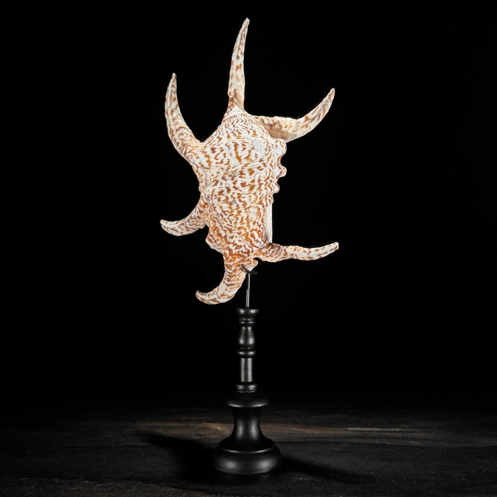 令人惊叹的蜘蛛海螺壳，放置在定制的底座上 貝殼 - Lambis lambis  (沒有保留價) #4.3