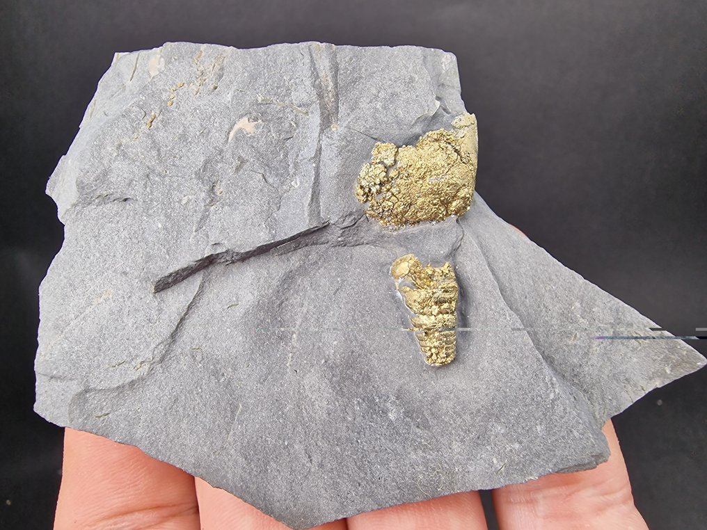 pyriet Pyrietgefosielen - Hoogte: 90 mm - Breedte: 60 mm- 94 g - (1) #1.0