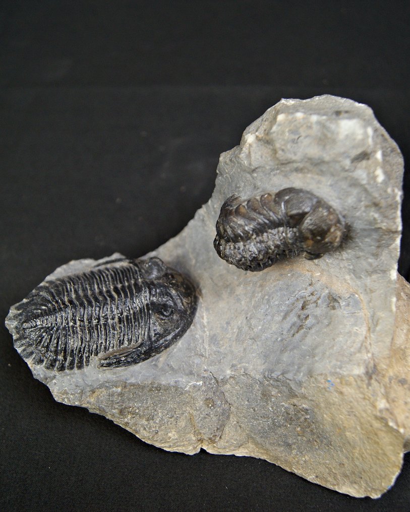 三叶虫 - 动物化石 - Hollardops mesocristatus y Redops cephalotes #1.0