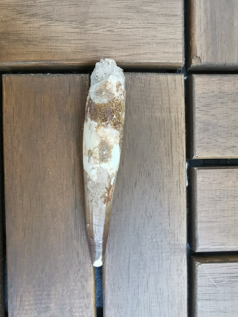 Spinosaurus - Fossil tand - 10.4 cm (Ingen mindstepris) #1.0