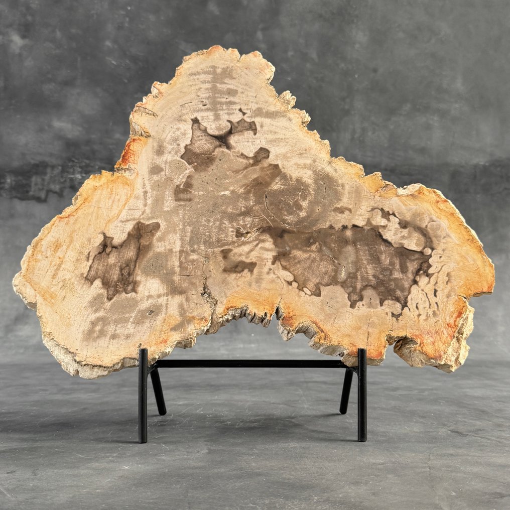 C - 令人惊叹的化石木片,放在定制底座上 - 化石木材 (沒有保留價) #2.1