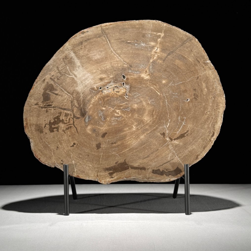 令人惊叹的化石木片，放置在定制底座上。 - 化石木材  (沒有保留價) #2.1