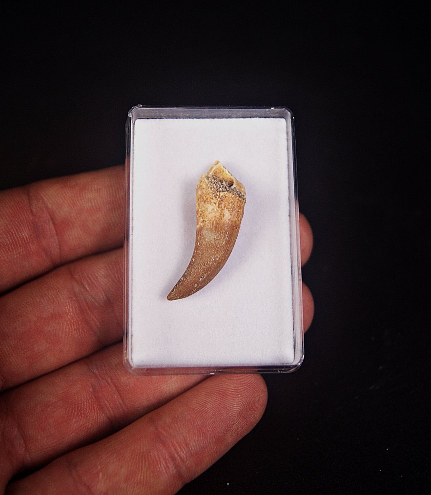 Reptile marin - Dent fossile - Plesiosaurus sp.  (Sans prix de réserve) #3.2