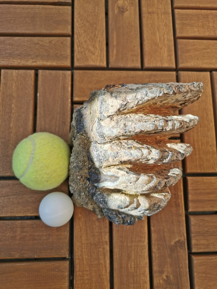 Stegodon - Skamieniały ząb #1.0