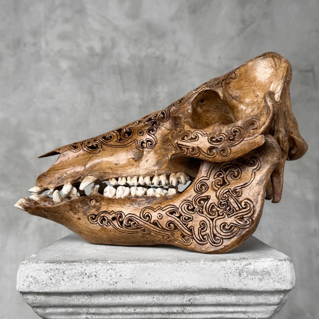 无底价- 精美的棕色雕刻铜绿野猪- 部落图案 雕刻頭骨 - Suidae sp. - 22 cm - 16 cm - 30 cm- 非《瀕臨絕種野生動植物國際貿易公約》物種 -  (1) #2.1