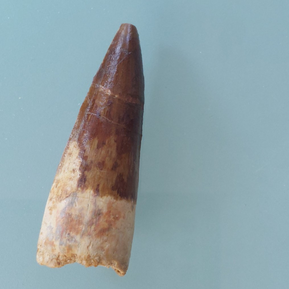 恐龍 - 牙齒化石 - Spinosaurus aegyptiacus - 70 mm - 23 mm #1.0