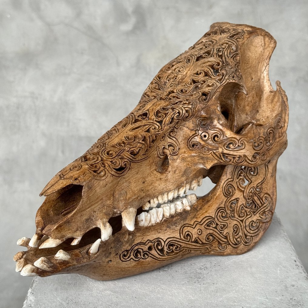 无底价- 精美的棕色雕刻铜绿野猪- 部落图案 雕刻頭骨 - Suidae sp. - 22 cm - 16 cm - 30 cm- 非《瀕臨絕種野生動植物國際貿易公約》物種 -  (1) #1.0