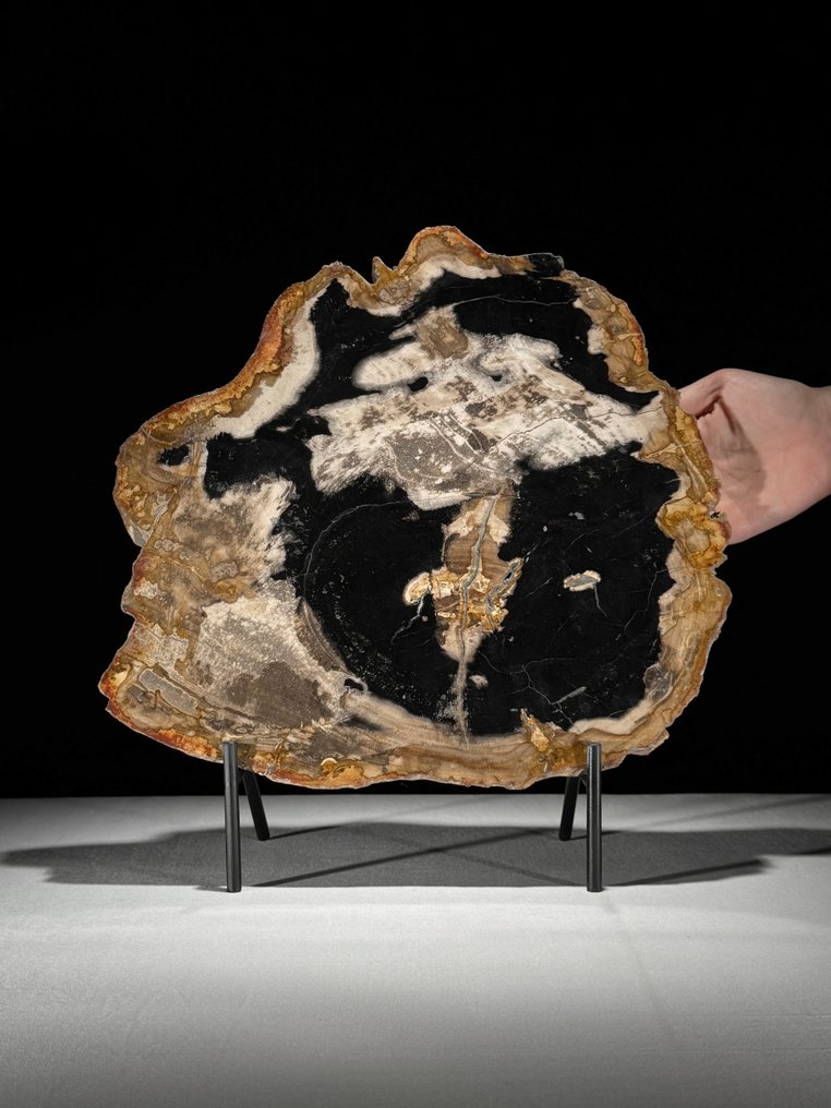令人惊叹的巨大化石木片，放置在定制底座上 - 化石木材  (沒有保留價) #1.0