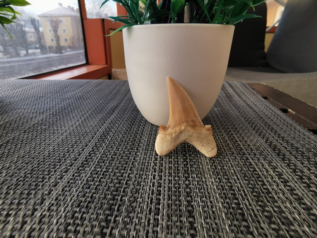 鲨鱼 - 牙齿化石 - Otodus Auriculatus - 4.7 cm - 3.2 cm  (没有保留价) #4.3