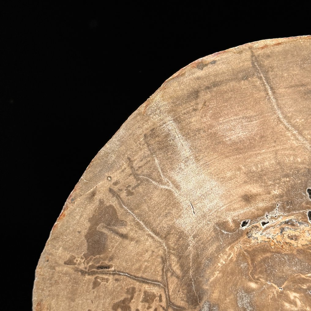 令人惊叹的化石木片，放置在定制底座上。 - 化石木材  (沒有保留價) #3.2