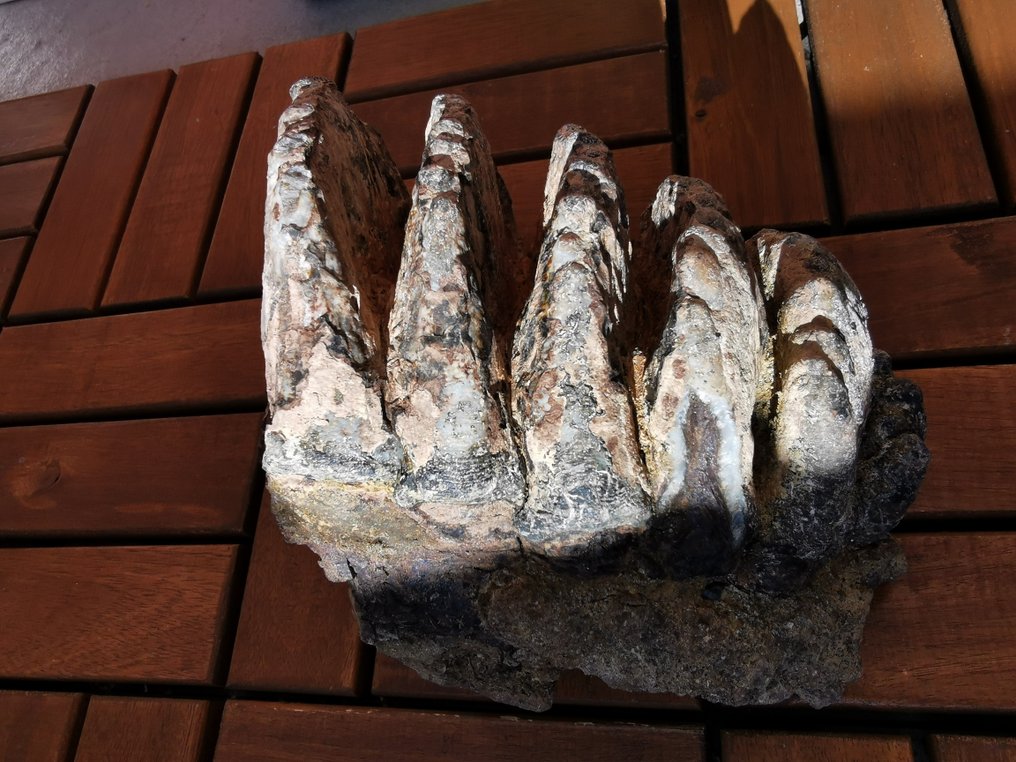 Stegodon - Skamieniały ząb #2.1