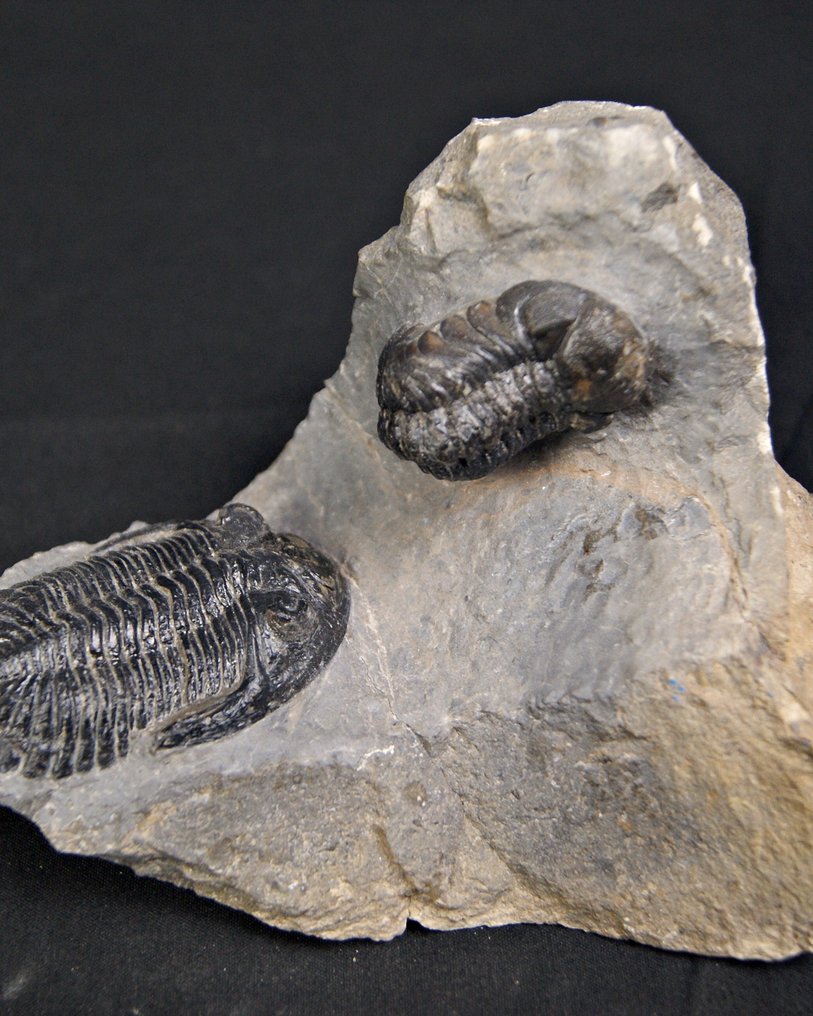 三叶虫 - 动物化石 - Hollardops mesocristatus y Redops cephalotes #3.2