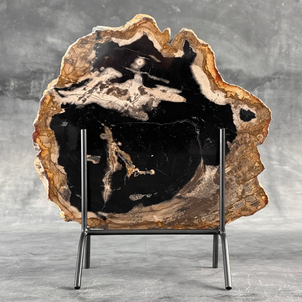 令人惊叹的巨大化石木片，放置在定制底座上 - 化石木材  (沒有保留價) #1.0