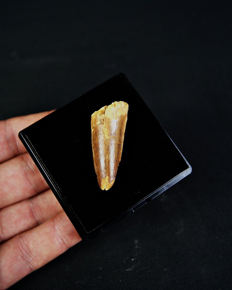 棘龍 - 牙齒化石 - Spinosaurus aegyptiacus  (沒有保留價) #2.1