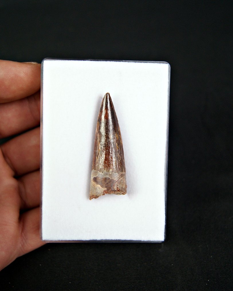 Spinosaur - Fossiler Zahn - Spinosaurus aegyptiacus #2.1