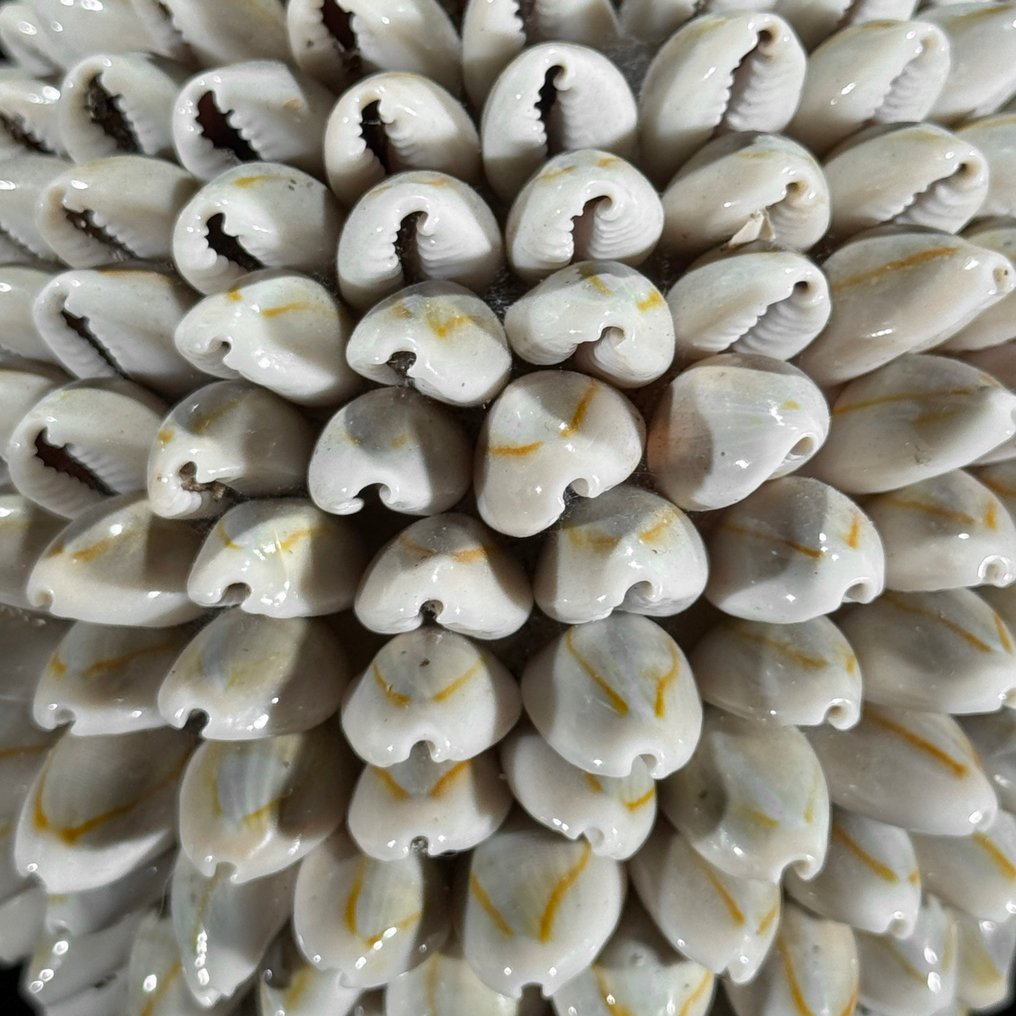 裝飾飾物 - 无底价 - 一对美丽的贝壳球和Turritella蛋形,放置在定制底座上。 - 印度尼西亞 #4.3