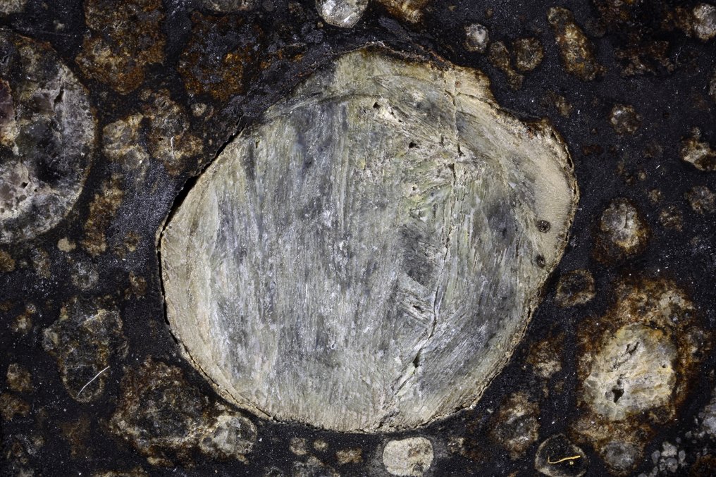 Μετεωρίτης Allende Allende - μετεωρίτης ανθρακωρυγικός χονδροειδής CV3 - έπεσε το 1969 στο Μεξικό. - 47.55 g - (1) #2.1