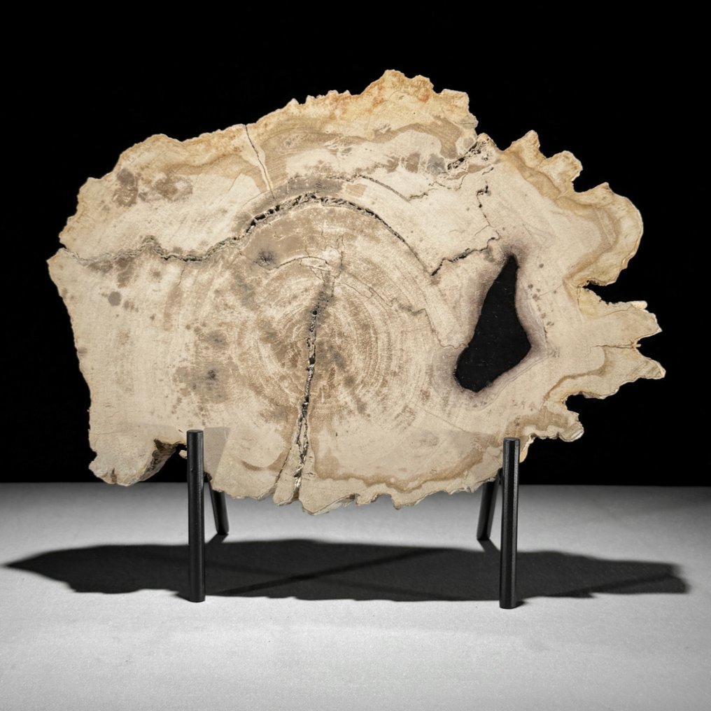 美妙的化石木切片，配有定制支架 - 化石木材  (没有保留价) #2.1