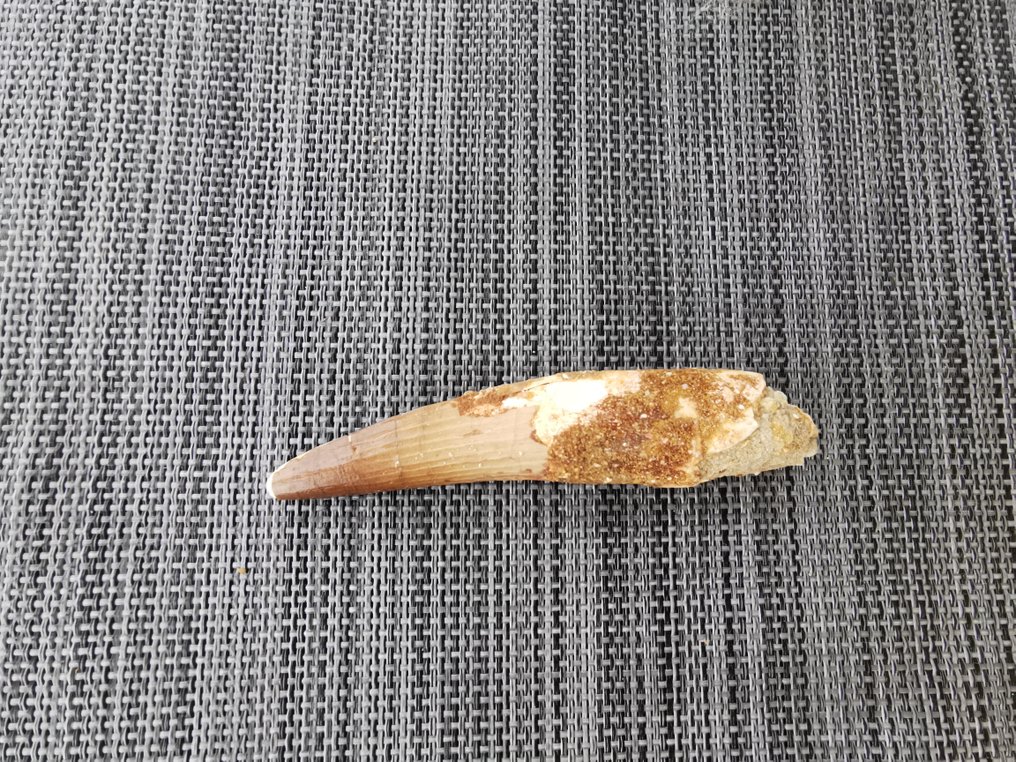 Spinosaurus - Fossil tand - 10.4 cm (Ingen mindstepris) #3.2