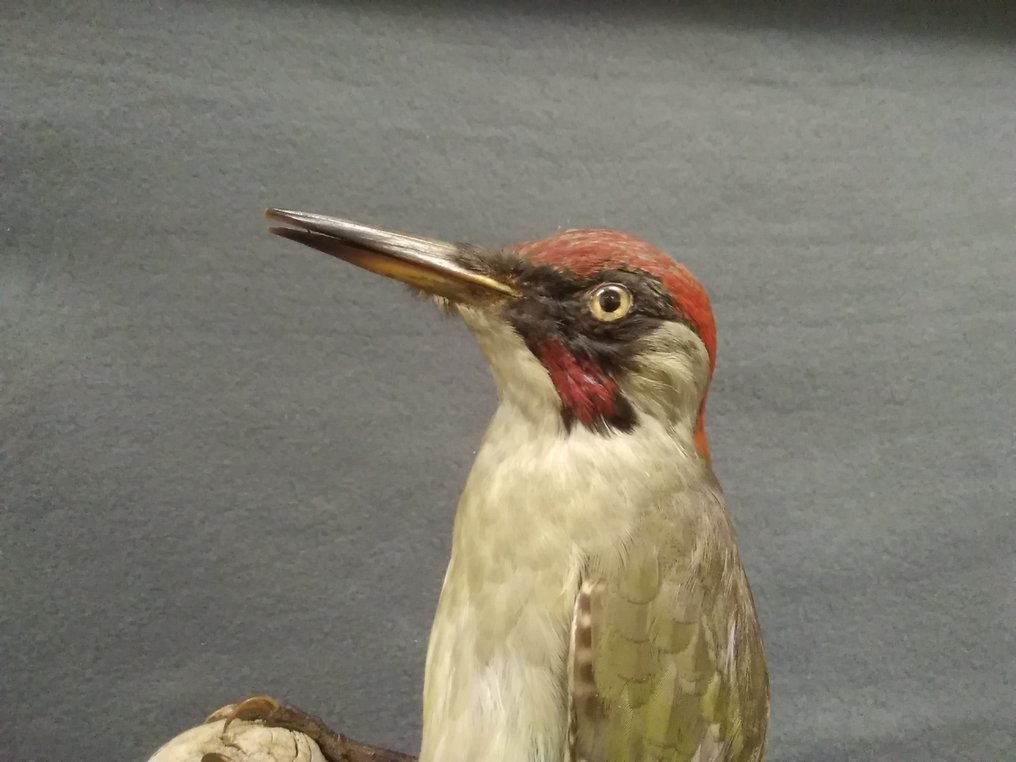 绿啄木鸟 標本全身支架 - Picus viridis - 32 cm - 15 cm - 13 cm - 非《瀕臨絕種野生動植物國際貿易公約》物種 - 1 #3.2