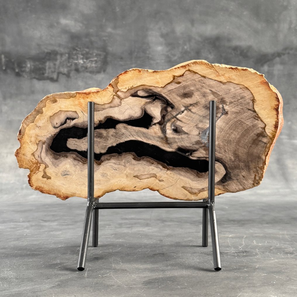 令人惊叹的化石木片，放置在定制底座上。 - 化石木材  (沒有保留價) #1.0