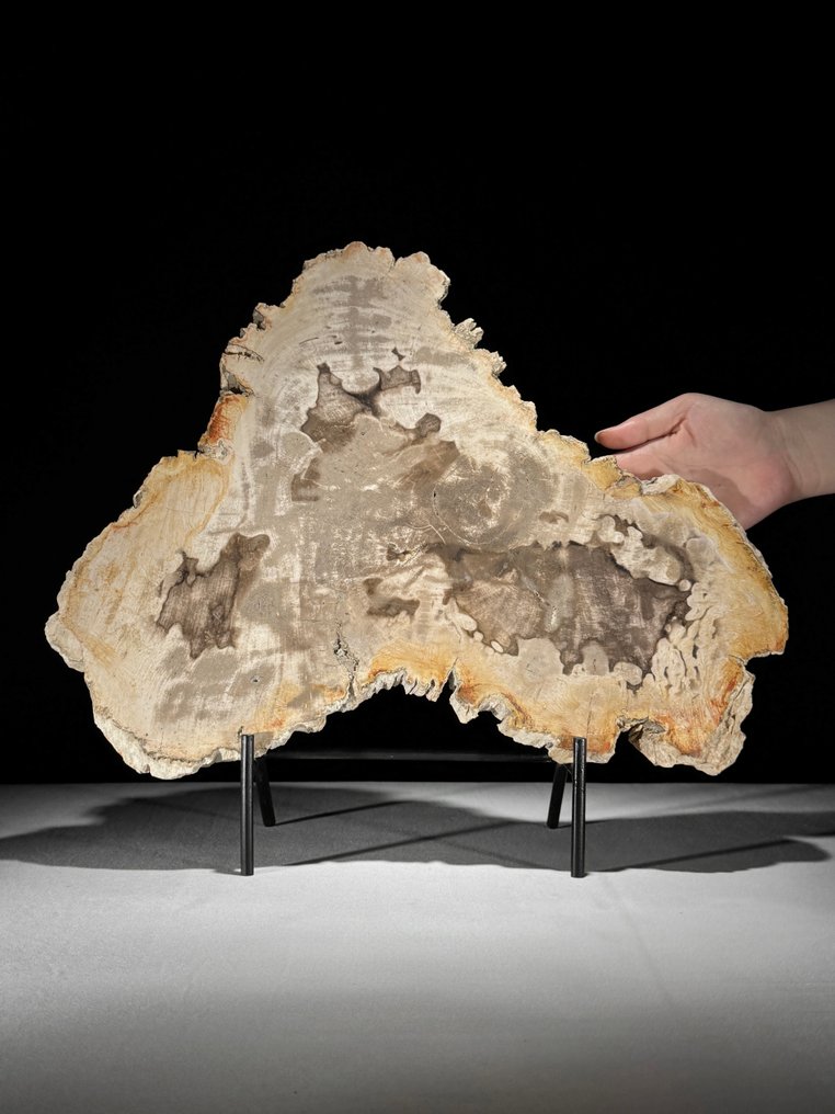 C - 令人惊叹的化石木片,放在定制底座上 - 化石木材 (沒有保留價) #1.0