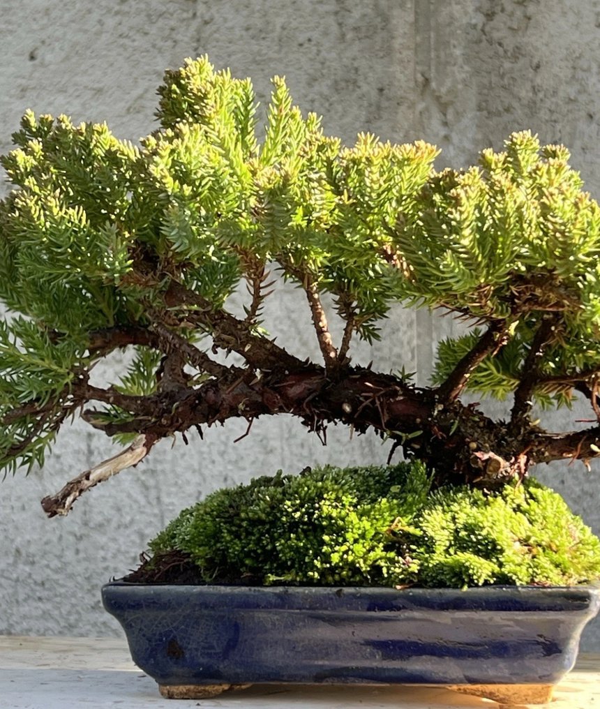 Juniper bonsai (Juniperus) - Height (Tree): 10 cm - Depth (Tree): 18 cm - Japan #1.0