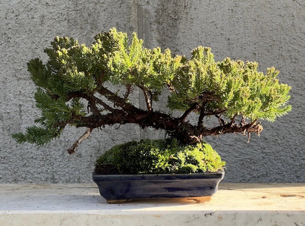 Juniper bonsai (Juniperus) - Height (Tree): 10 cm - Depth (Tree): 18 cm - Japan #1.0