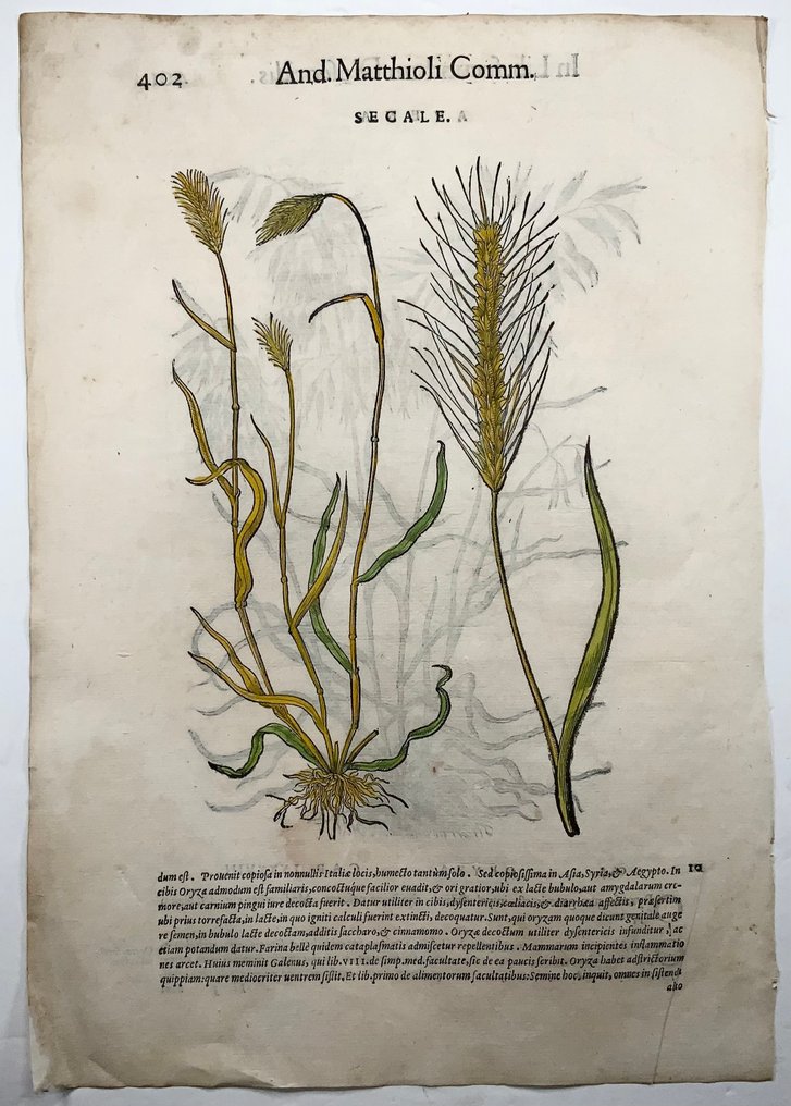 Giorgio Liberale; W. Meyerpeck - Folio, large woodcut, Cereals: Oats, Rye - 1565 #2.1