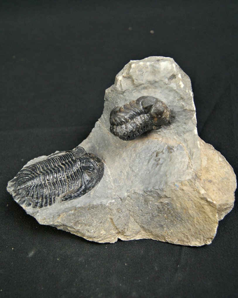 三叶虫 - 动物化石 - Hollardops mesocristatus y Redops cephalotes #2.1