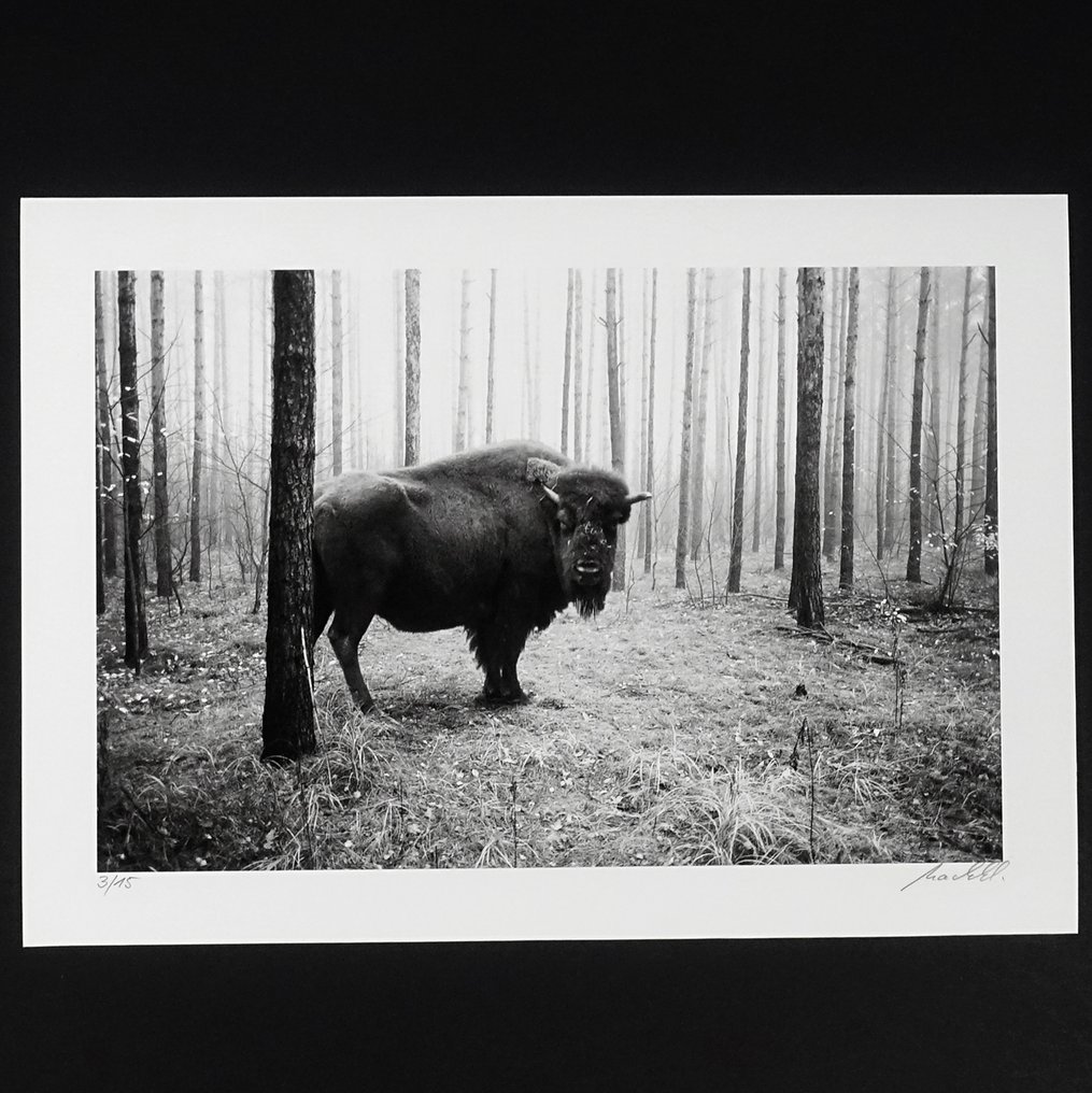 Frank Machalowski - tierwald#9 #1.0