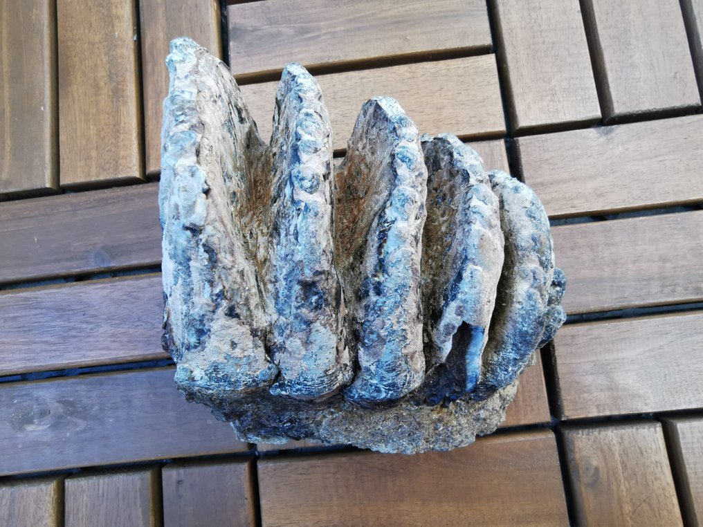 Stegodon - Skamieniały ząb #3.2