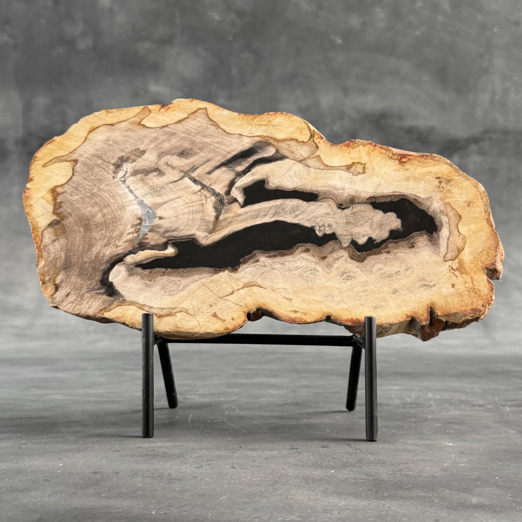 令人惊叹的化石木片，放置在定制底座上。 - 化石木材  (沒有保留價) #2.1