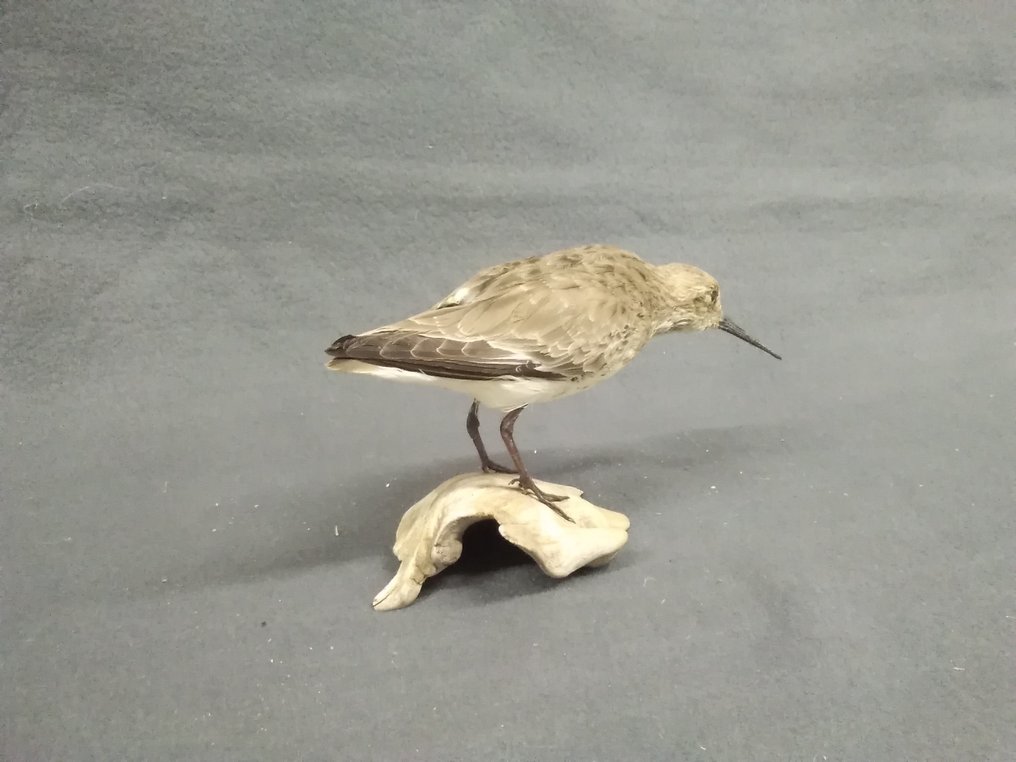 Dunlin 標本全身支架 - Calidris alpina - 11 cm - 19 cm - 8 cm - 非《瀕臨絕種野生動植物國際貿易公約》物種 - 1 #4.3