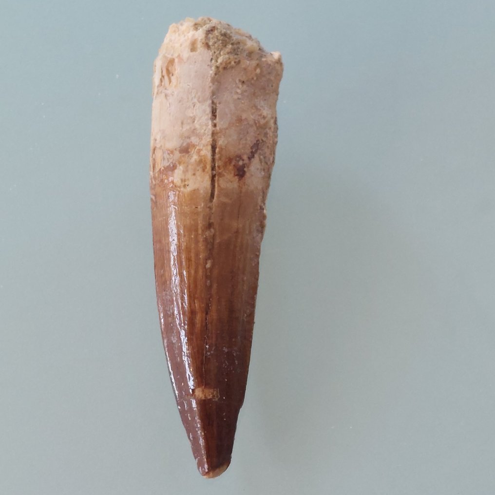 Δεινόσαυρος - Απολιθωμένο δόντι - Spinosaurus aegyptiacus - 78 mm - 25 mm #1.0