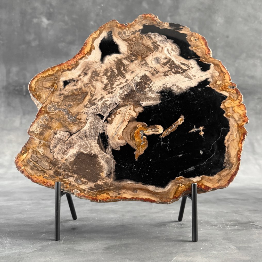 美丽的化石木切片，配以定制底座 - 化石木材  (没有保留价) #2.1