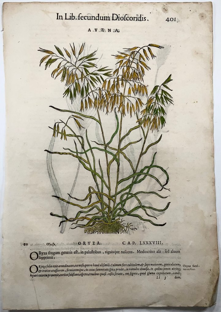 Giorgio Liberale; W. Meyerpeck - Folio, large woodcut, Cereals: Oats, Rye - 1565 #1.0