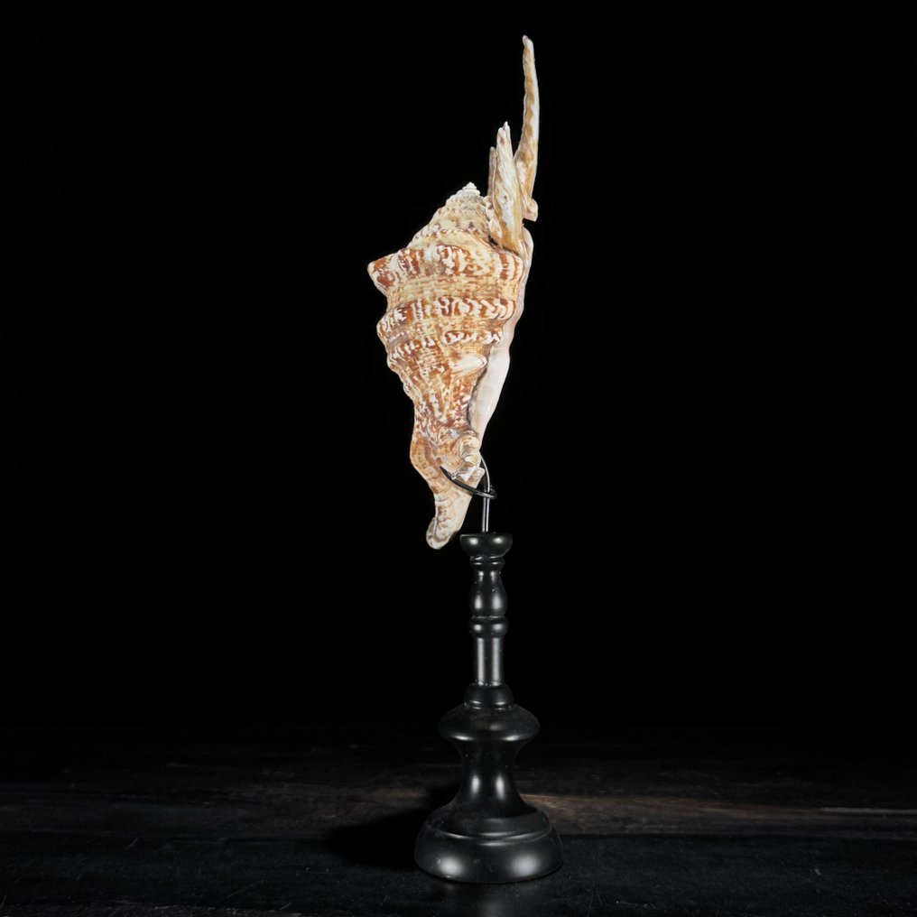 中央裝飾品 (2) - 无底价 - 精美的蜘蛛海螺壳配以定制底座 #4.3