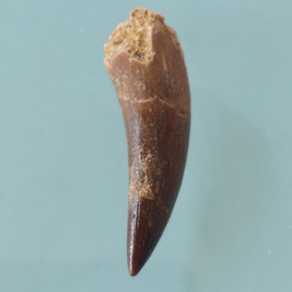 Dinosaur - Fossil tand - Plesiosaurus - 44 mm - 10 mm (Ingen mindstepris) #2.1