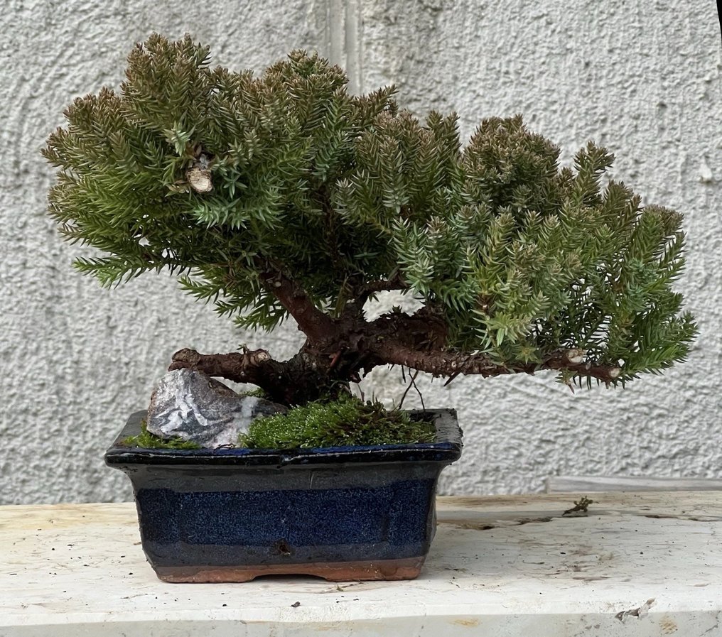 Bonsai Zimbro (Juniperus) - Altura (árvore): 10 cm - Profundidade (árvore): 18 cm - Japão #3.2