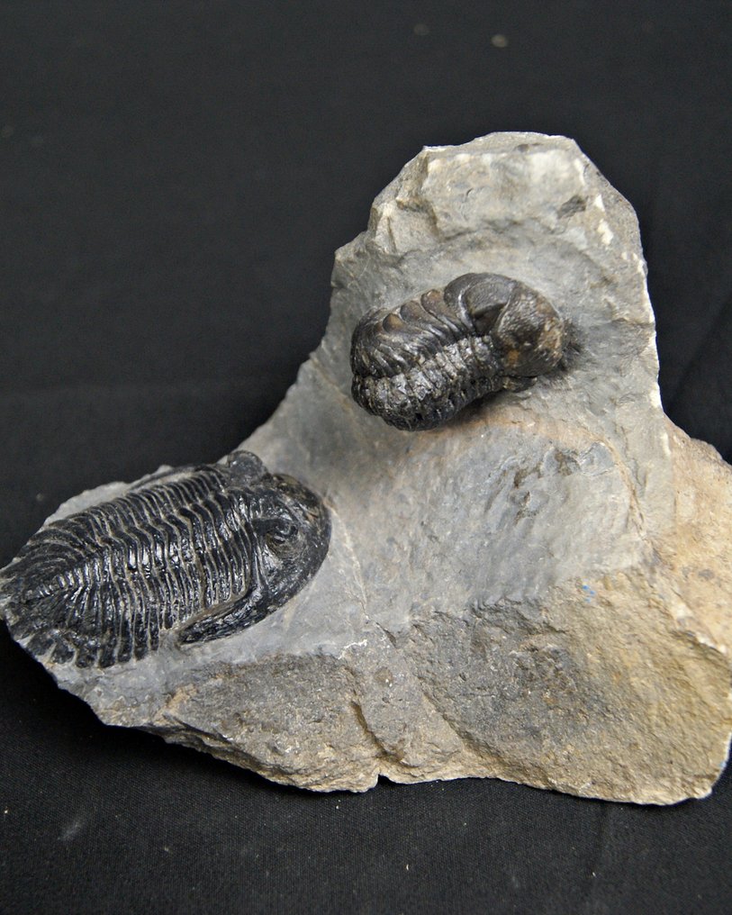 三叶虫 - 动物化石 - Hollardops mesocristatus y Redops cephalotes #1.0