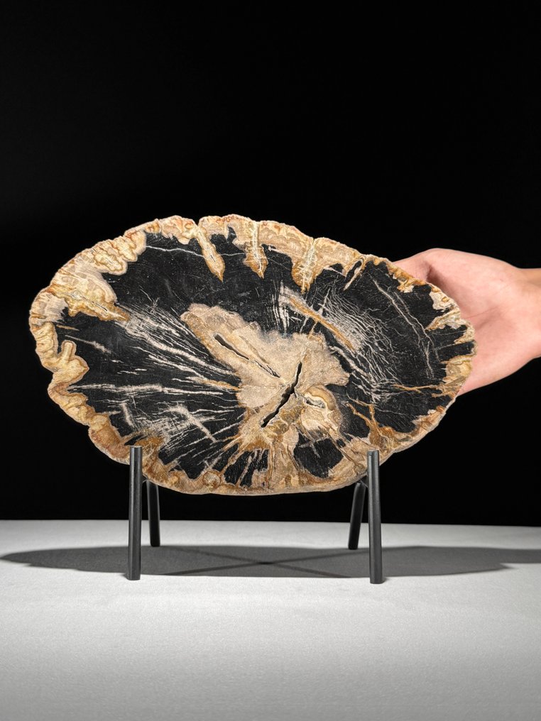 Meraviglioso pezzo di legno pietrificato su un supporto personalizzato - Legno fossile  (Senza prezzo di riserva) #1.0