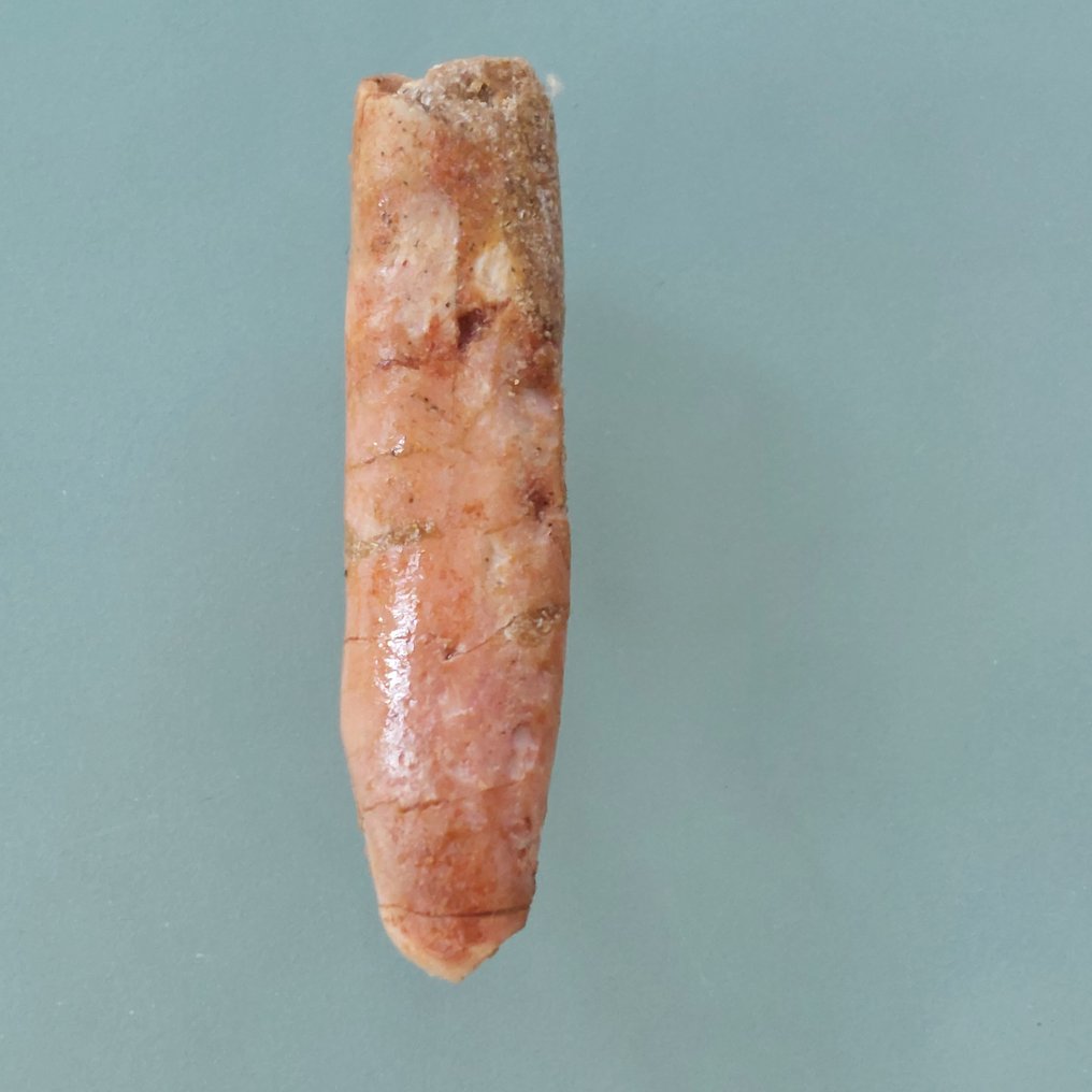 稀有的牙齿，来自Rebbachisaurus，28毫米 - 牙齿化石 - 50 mm - 10 mm #1.0