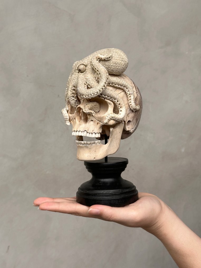 无底价 - 罗望子木头骷髅，配有鹿角雕刻的章鱼 架立式頭骨 - Tamarindus with cervidae sp. - 21 cm - 10 cm - 12 cm- 非《瀕臨絕種野生動植物國際貿易公約》物種 #2.1