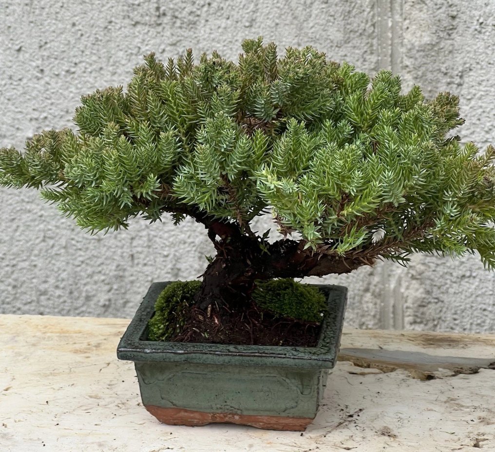 Juniper bonsai (Juniperus) - Height (Tree): 10 cm - Depth (Tree): 18 cm - Japan #2.1