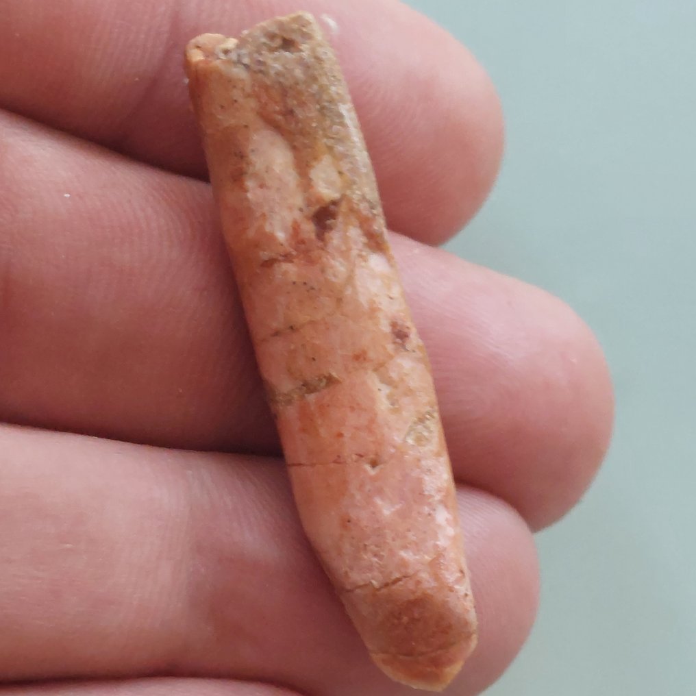 稀有的牙齿，来自Rebbachisaurus，28毫米 - 牙齿化石 - 50 mm - 10 mm #2.1