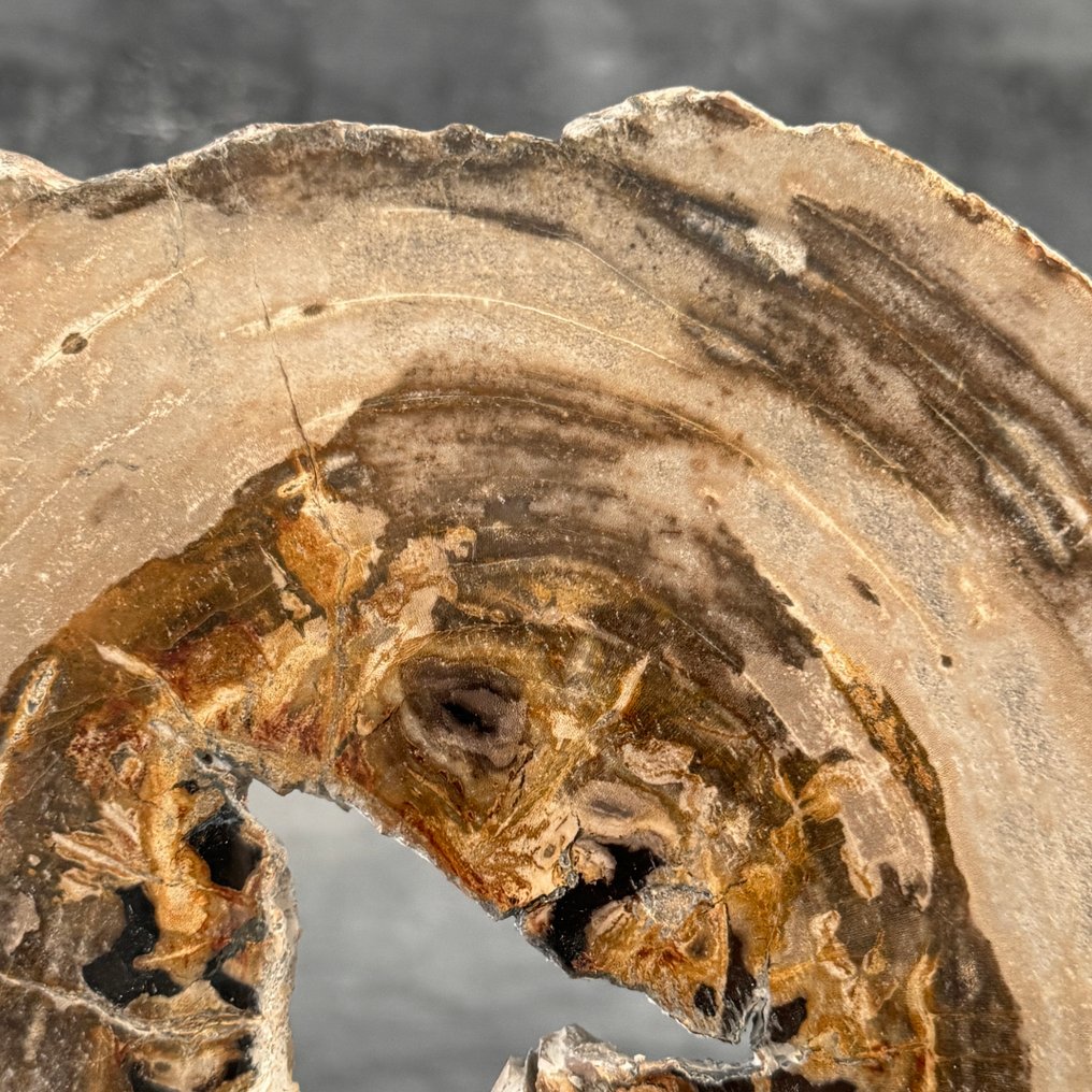 一块精彩的琥珀化木片，放置在定制底座上 - 化石木材  (沒有保留價) #4.3