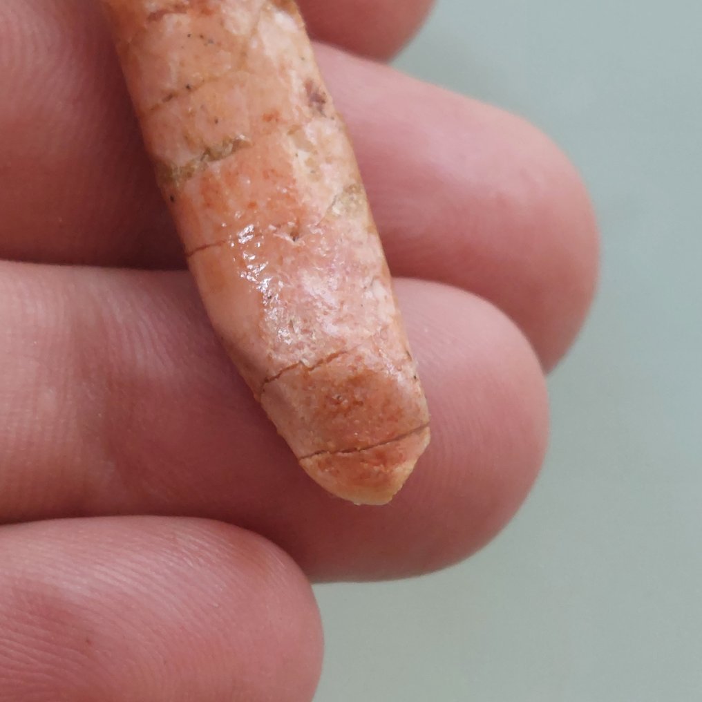 稀有的牙齿，来自Rebbachisaurus，28毫米 - 牙齿化石 - 50 mm - 10 mm #3.2